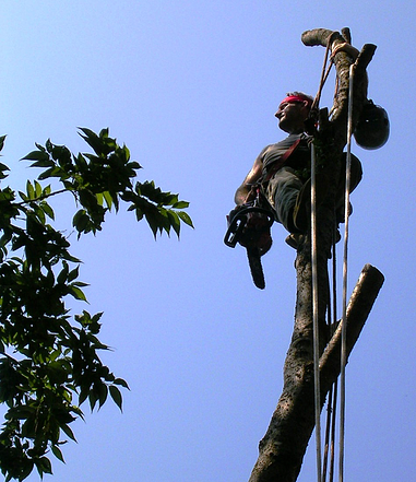 tree removal, Dallas Arbor Jim Chase